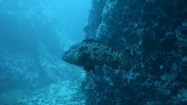 Large adult giant grouper swims around large rocks on a pinnacle in the Gulf of Thailand; Koh Tao, Thailand.