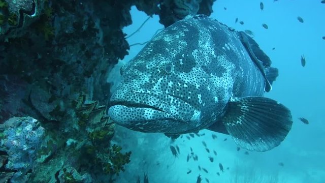 Large giant grouper rests under a rock ledge while a small remora fish cleans his fins; Koh Tao, Thailand.