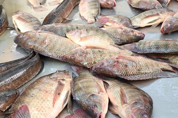 fresh fish in the market