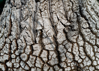 Wood texture and background of palm tree featuring cracks at the bottom