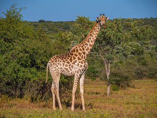 Tall Giraffe - Welgevonden