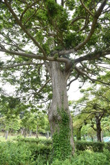 Japanese torreya / Japanese nutmeg tree / Torreya nucifera