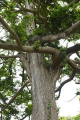 Fototapeta premium Japanese torreya / Japanese nutmeg tree / Torreya nucifera