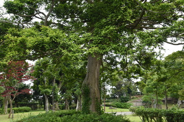 Japanese torreya / Japanese nutmeg tree / Torreya nucifera