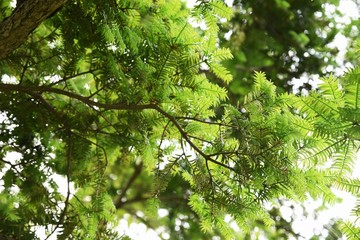 Japanese torreya / Japanese nutmeg tree / Torreya nucifera