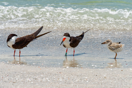 Adult black skimmers with their chick on the beach