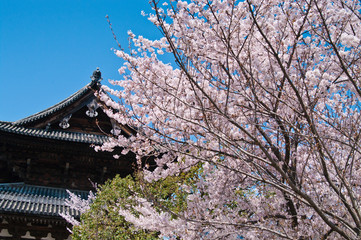 Fototapeta premium Scenery around Toji Temple in Kyoto,Japan. 