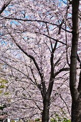 Cherry trees in full blossom of To-ji Temple in Kyoto.