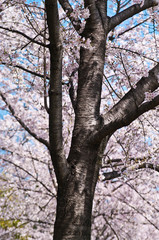 Cherry trees in full blossom of To-ji Temple in Kyoto.