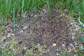 big anthill in the forest