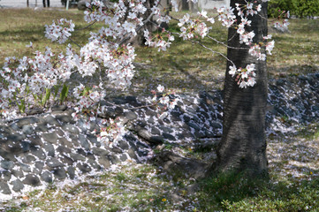 Cherry trees in full blossom of To-ji Temple in Kyoto.
