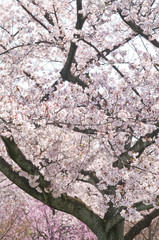 Cherry trees in full blossom of To-ji Temple in Kyoto.