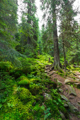 Fototapeta na wymiar Early morning light in an alpine forest, in summer, in the Alps