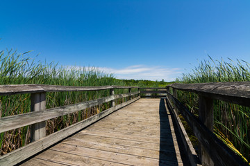 Obraz premium Wooden walkway