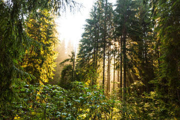 Early morning light in an alpine forest, in summer, in the Alps
