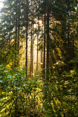 Early morning light in an alpine forest, in summer, in the Alps
