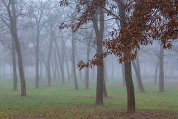 Autumn scenery with mist in a city park, with locust trees