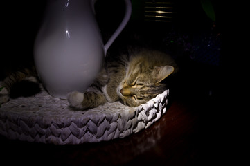 Cat Sleeping by a Vase