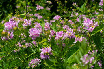 Pink wildflowers