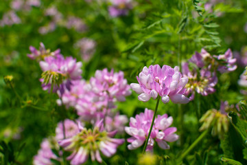 Pink wildflowers