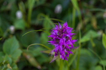 Towada Hachimantai National Park, Hachimantai