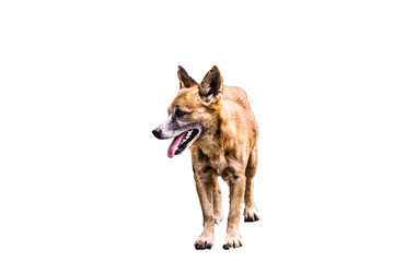  Dog isolated on white background 