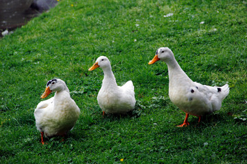 duck