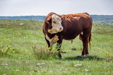 Hereford bulls standing and grazing in a prairie pasture in Saskatchewan, Canada