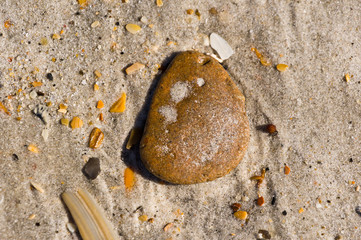 shell on the beach 14