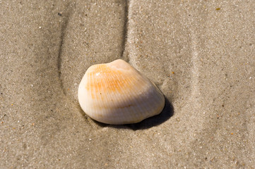 Fototapeta na wymiar shell on the beach 13