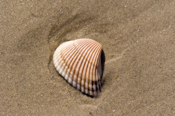 Fototapeta na wymiar shell on the beach 9