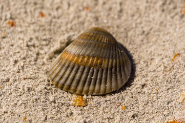 shell on the beach 7