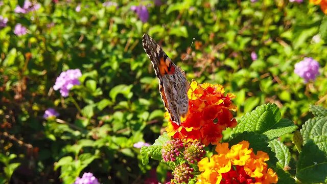Close up video of a painted lady butterfly collecting nectar from yellow/red lantana camara flowers. Shot at 120 fps.