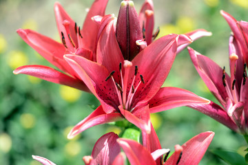 Beautiful flowers of red lily in the summer garden