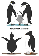 Penguin Aptenodytes is a family with a cub. Penguin Pygoscelis adeliae with egg.Antarctic animals.