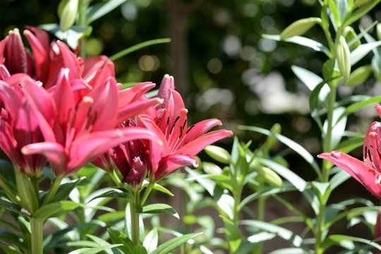 Beautiful flowers of red lily in the summer garden