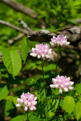 Pink wildflowers