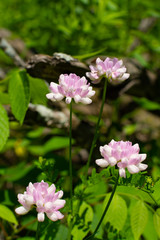 Pink wildflowers
