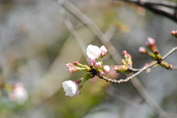 サクラ