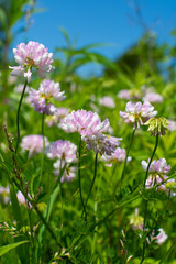 Pink wildflowers