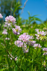 Pink wildflowers