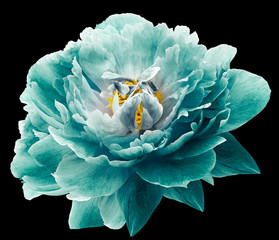 Peony flower turquoise on the black isolated background with clipping path. Nature. Closeup no...