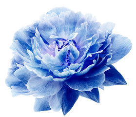 Peony flower blue  on a white isolated background with clipping path. Nature. Closeup no shadows....