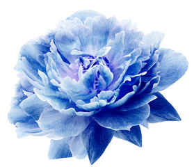 Peony flower blue  on a white isolated background with clipping path. Nature. Closeup no shadows. Garden flower.