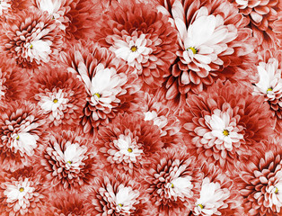 chrysanthemums flowers. red  background. floral collage. flower composition. Close-up. Nature.