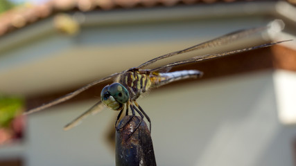 Side view of a Dragonfly perched.