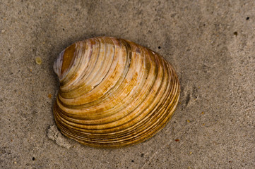 shell on the beach 2
