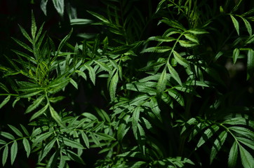 Fototapeta na wymiar hojas verdes