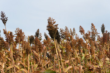 plantation of sorghum in the foothills of the mountains
