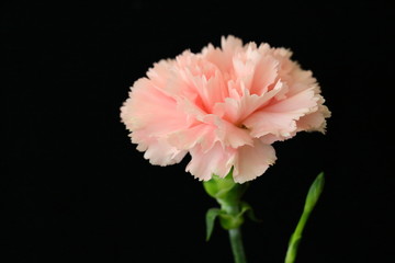 Carnation